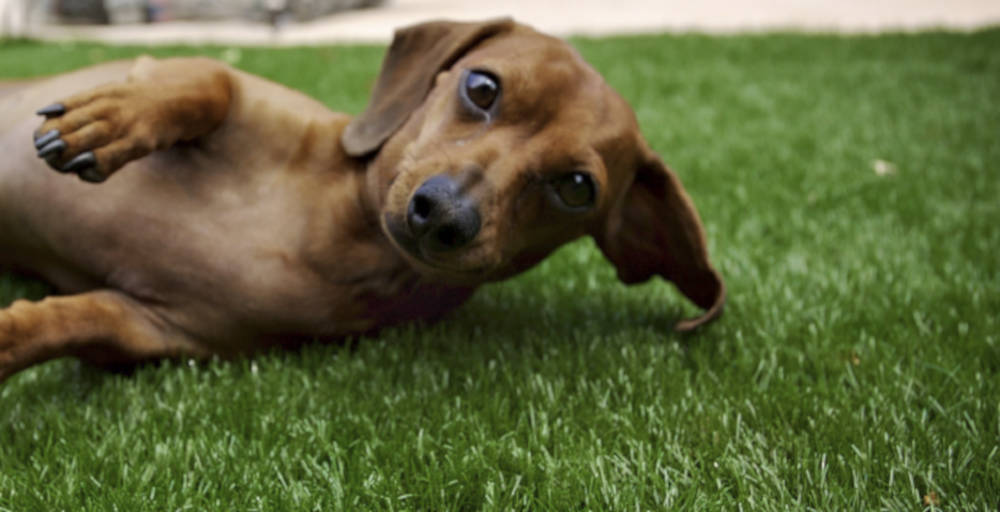 Pros & Cons Of Artificial Grass For Dogs