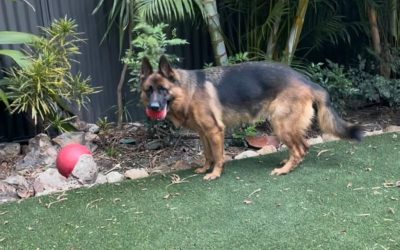 Pet Lovers Rejoice: Enduroturf’s Pet Premium System is the Answer to Your Prayers