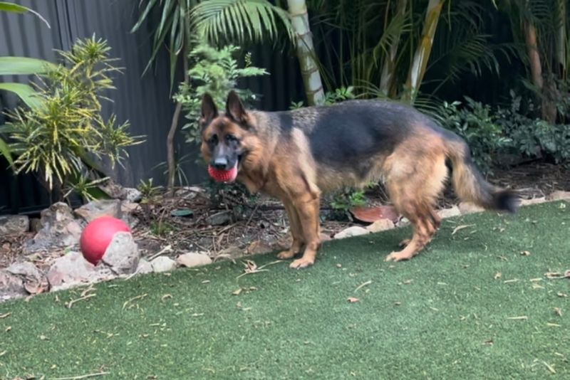 Pet Lovers Rejoice: Enduroturf’s Pet Premium System is the Answer to Your Prayers