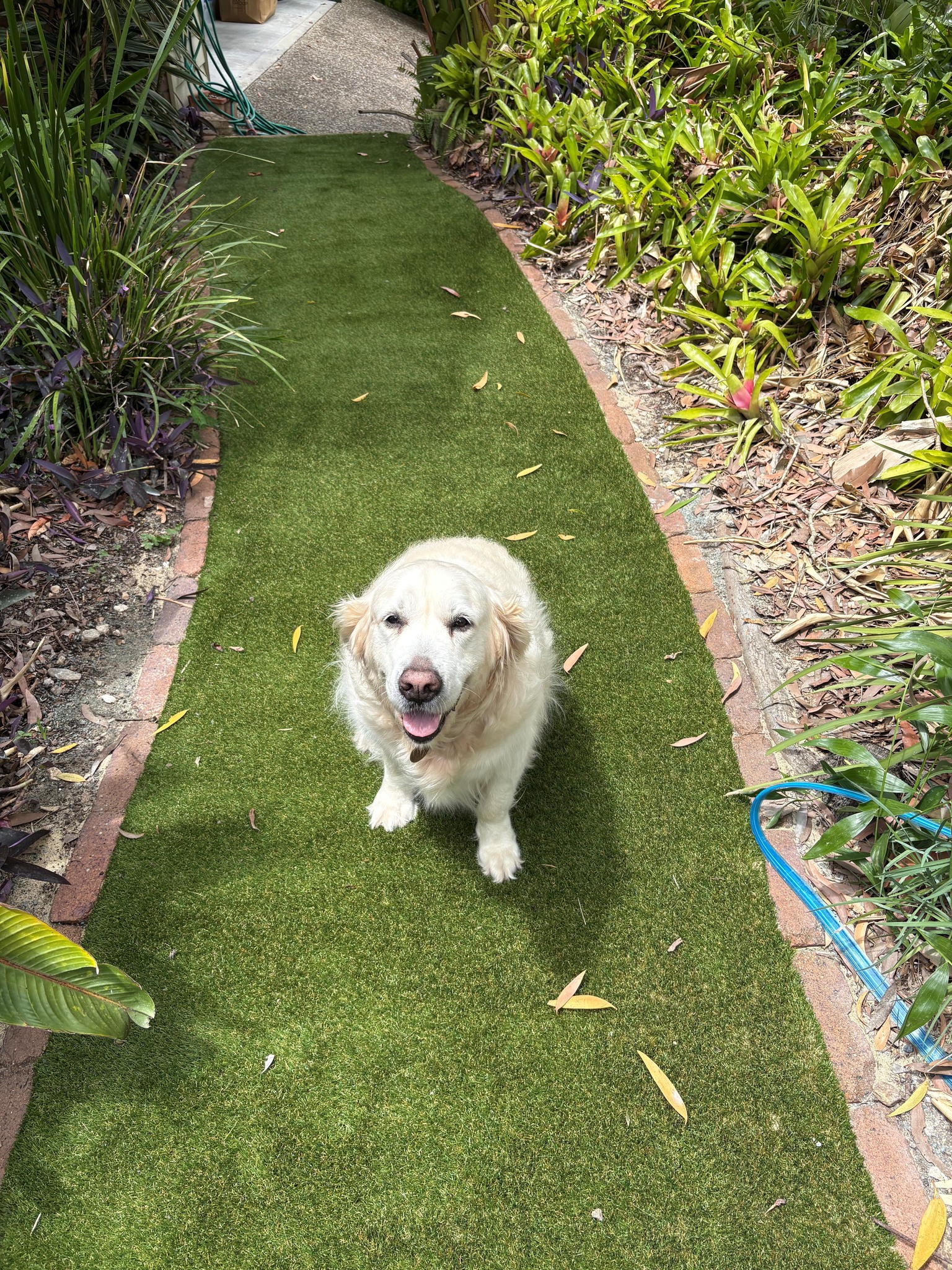 4 Paws 30 - Image 2